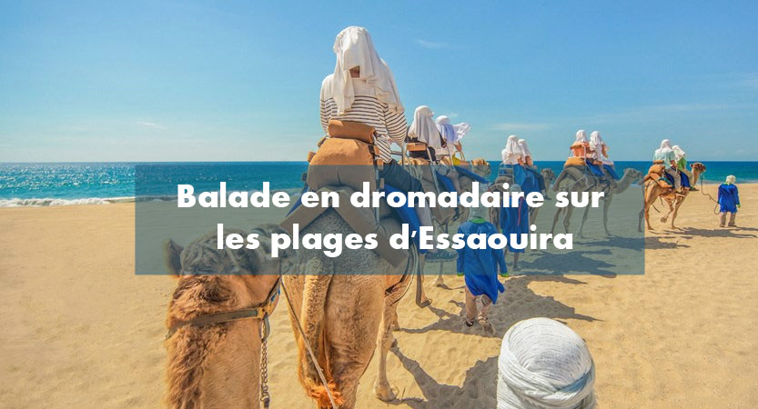 Balade chameau dromadaire plage Essaouira