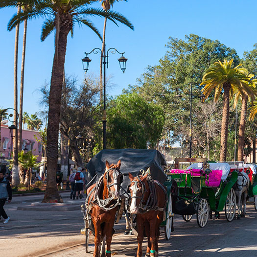 calèche cheval a Marrakech
